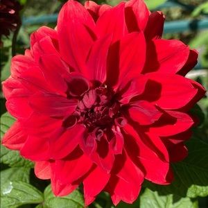 Meet your Posher, Maha